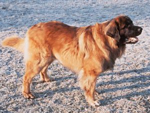 Agyr Lesni lom | Leonberger 