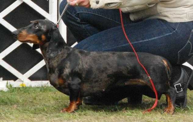 Zoldachs Gaga Lady | Dachshund 