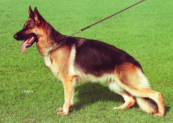 Tatja vom Mönchberg | German Shepherd Dog 