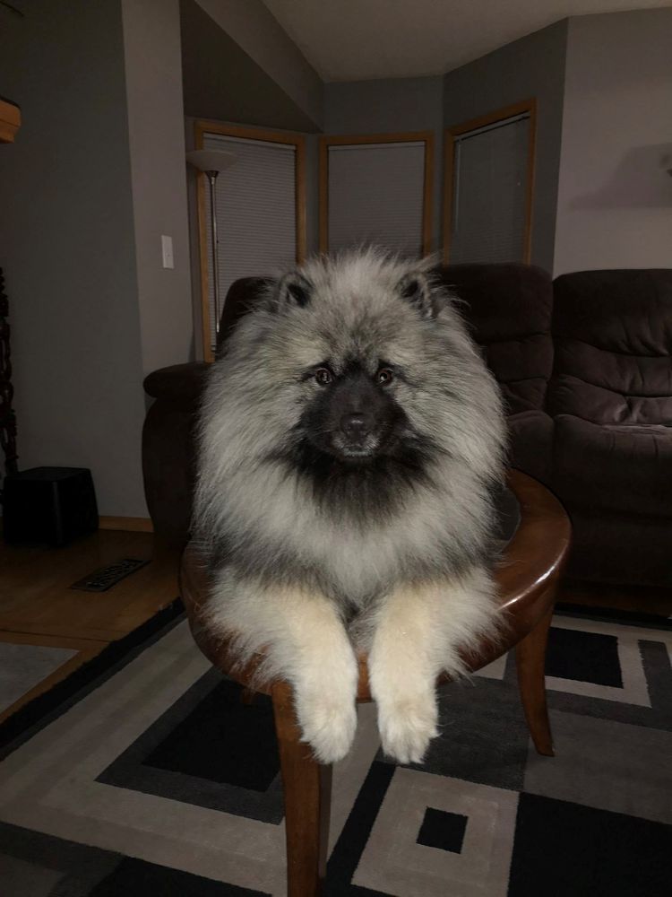 Swixkees County Sligo | Keeshond 