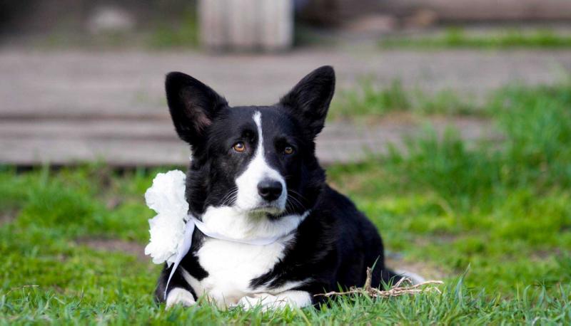 ????? ??????? ?????? ??????? | Cardigan Welsh Corgi 