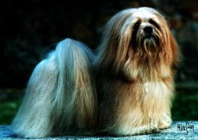 Daydream Dell' Alberico | Lhasa Apso 