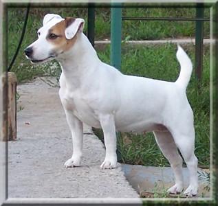 Gang Staff Ale Laska | Jack Russell Terrier 