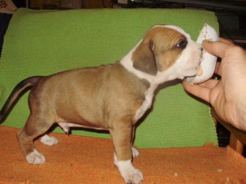 LETTER A | American Staffordshire Terrier 
