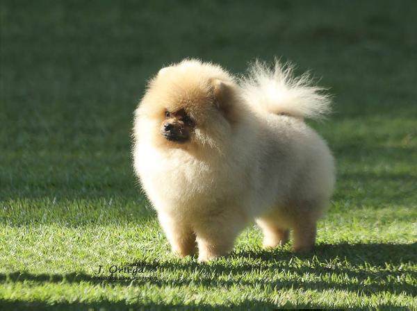Free Destiny | Pomeranian 