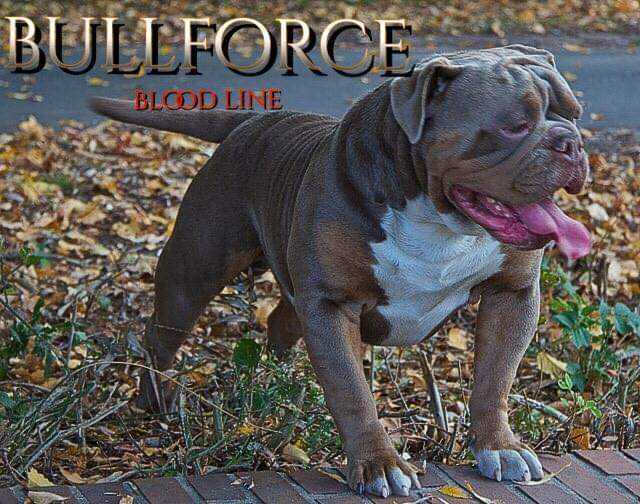 Albion Bulls´ Adonis | Olde English Bulldogge 