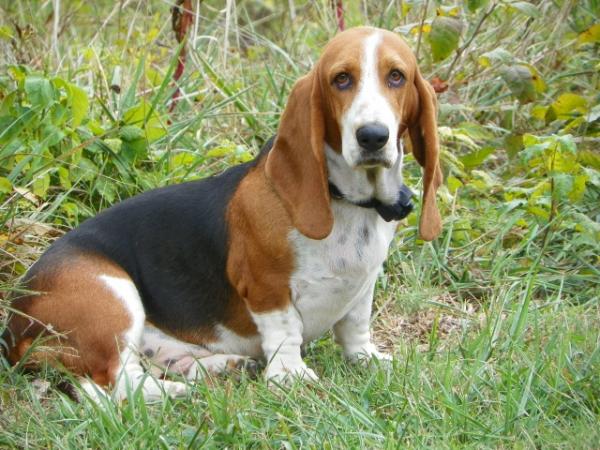 Ruby the Runaway Juvenile | Basset Hound 