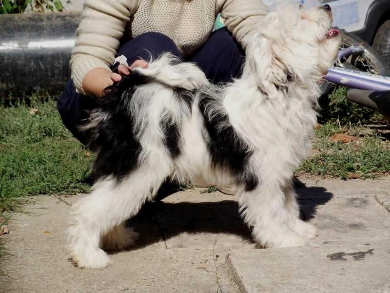 Dorje Namba of Kari Tibetian Shine | Tibetan Terrier 