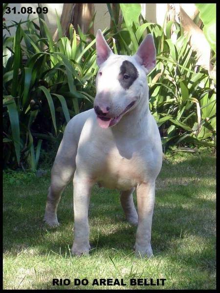 Rio do Areal Belit | Bull Terrier 