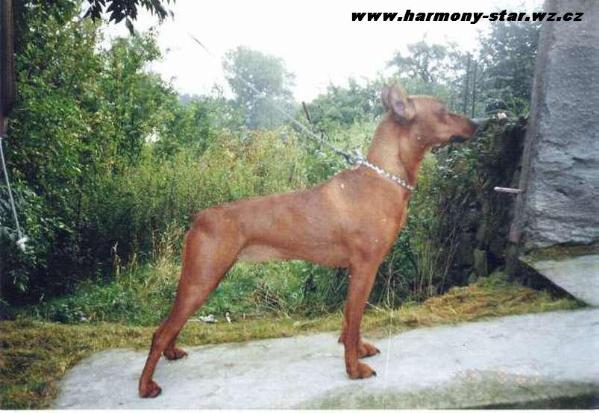 RIANA RHAPSODY Rozarka | German Pinscher 