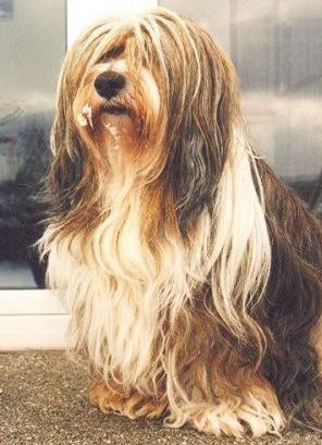 SENG-KYI T'ASTIN-ROYAL | Tibetan Terrier 