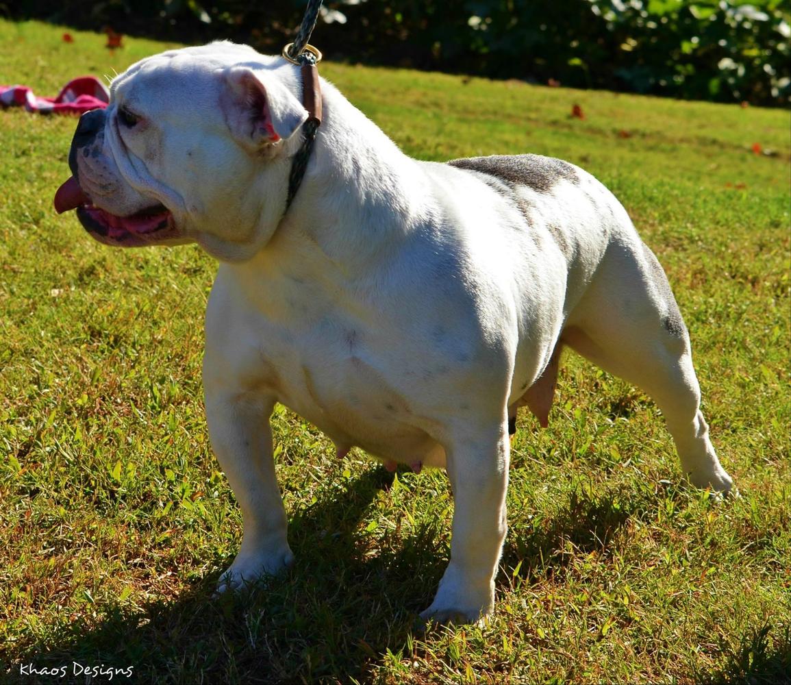 North Star Kennel Roxy | Olde English Bulldogge 