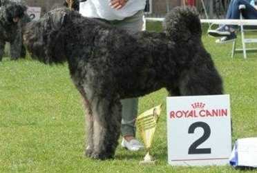 Robique Kim v. Dafzicht | Bouvier des Flandres 