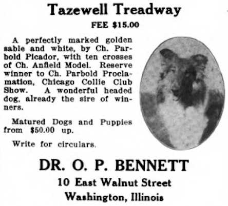 Tazewell Treadway | Rough Collie 