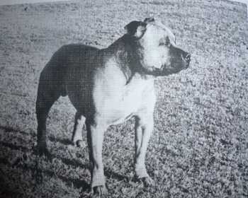 Red Rum (UK) | Staffordshire Bull Terrier 