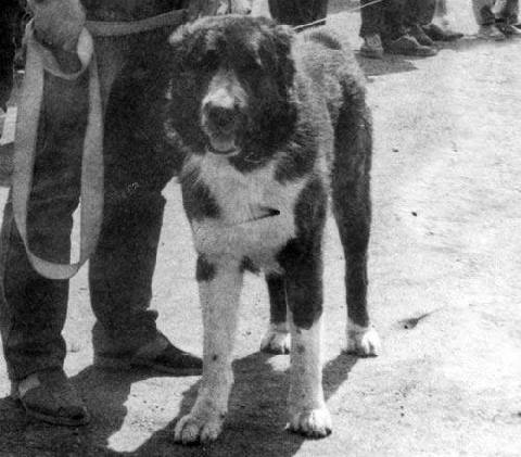 Mif | Central Asian Shepherd Dog 