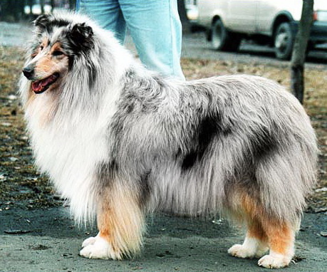 Golden Game One for Me | Rough Collie 