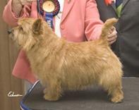 Titanium Pretzel | Norwich Terrier 