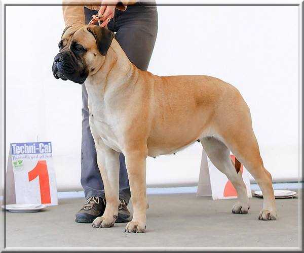 Lyudzhen NEW LOVE FOREVER | Bullmastiff 