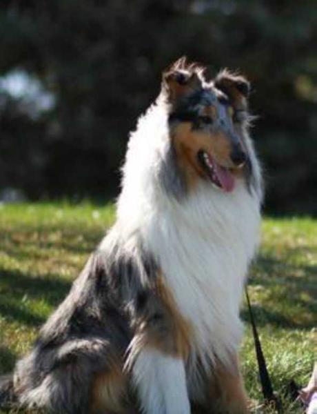 Stoneedge Obsidian Knight | Rough Collie 