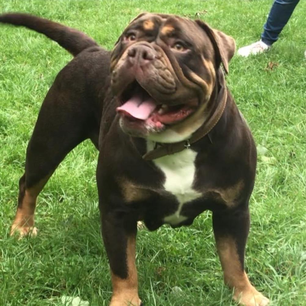 Bella Blues Bulldogs Tankabell | Olde English Bulldogge 