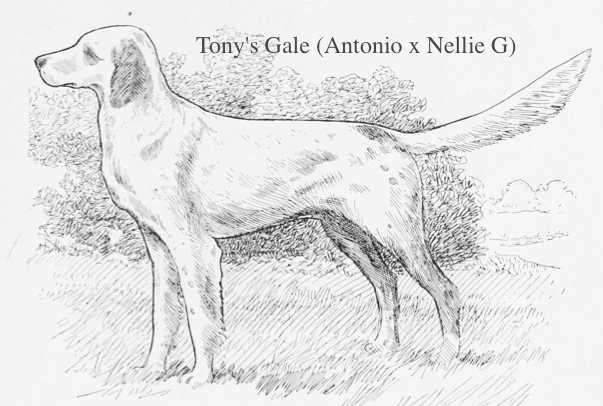 Tony's Gale (Antonio x Nellie G) | English Setter 