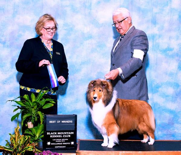 PaRay's Autumn Breeze | Shetland Sheepdog 