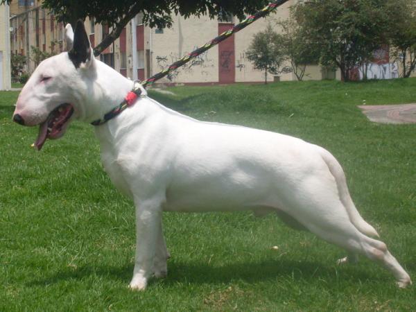 Iorio rojas | Bull Terrier 