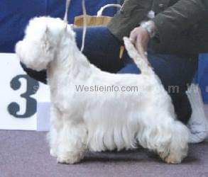 Viking of My Destiny Rokoko | West Highland White Terrier 