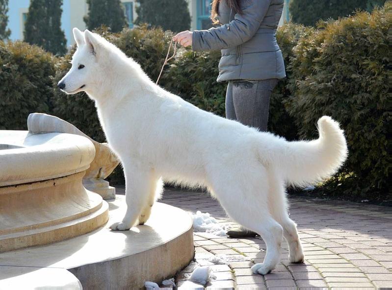 Doughnut of Chocolate Ice | White Swiss Shepherd Dog 