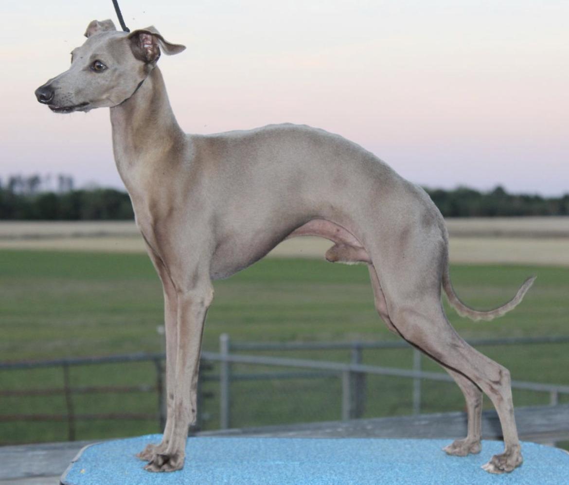 Special Acres Some Kinda Blue At Marchwind | Italian Greyhound 