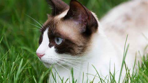 Snowshoe cat 