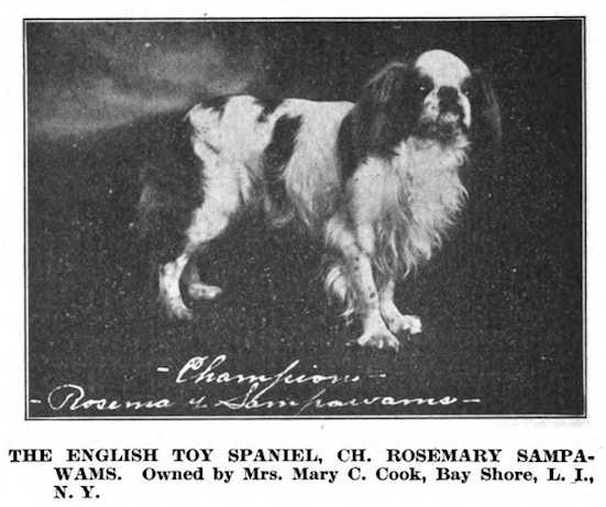 Rosemary Sampawams | English Toy Spaniel 