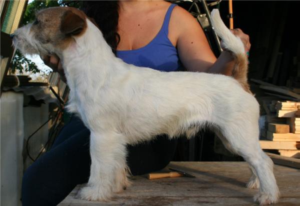 ROYAL DI SAN RUFFINO JACK UNFORGETTABLE | Jack Russell Terrier 