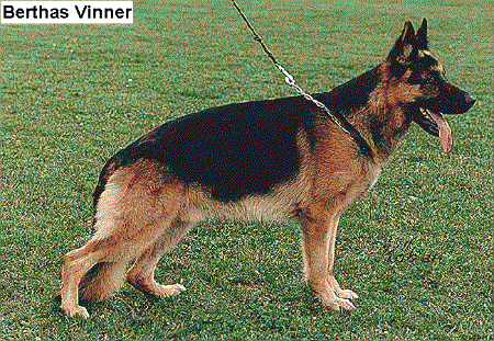 Bertha's Vinner | German Shepherd Dog 