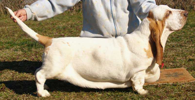 IRIDE DELL'ANTICA DEA PARTENOPEA | Basset Hound 