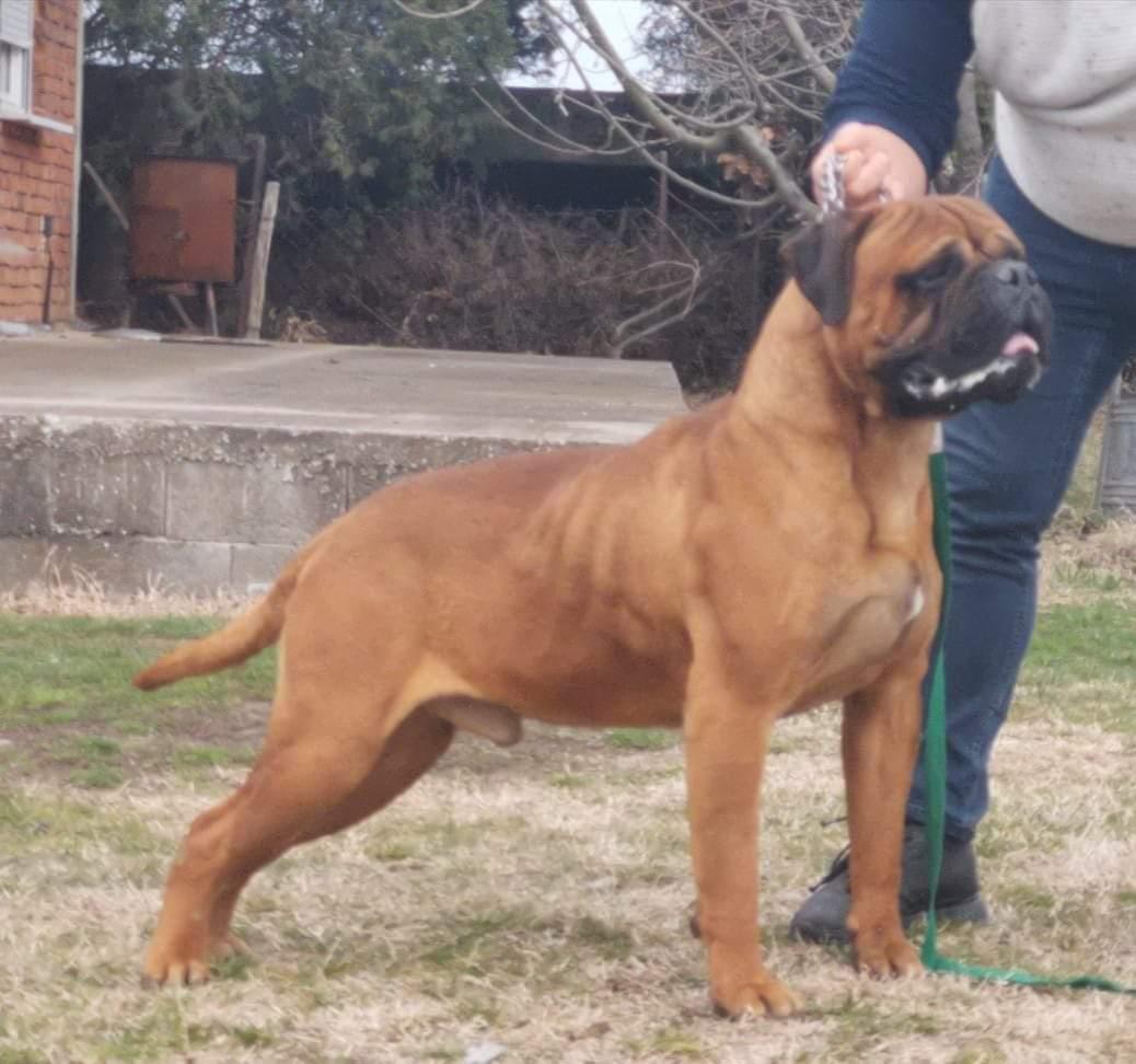 RED of Godlike Step | Bullmastiff 