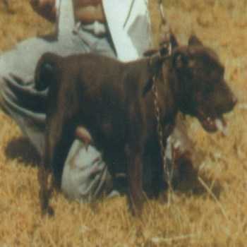 Haughey's Northern Queen | Staffordshire Bull Terrier 