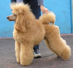 Apollon iz Mimoletnogo Videnija | Poodle 