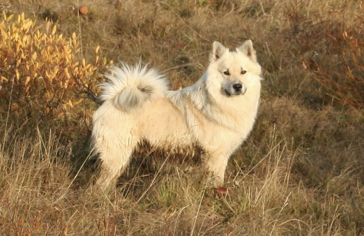 Heiðarhofs Kolmar | Icelandic Sheepdog 