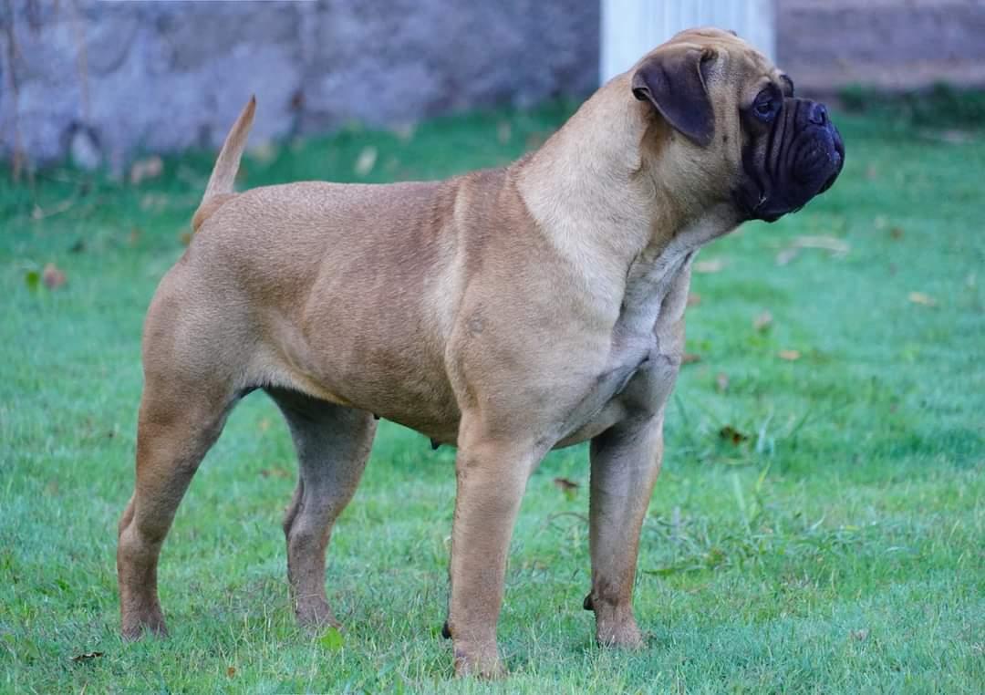 Copperbulls Roma | Bullmastiff 