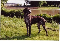 Stone du Chant des Oiseaux | German Shorthaired Pointer 