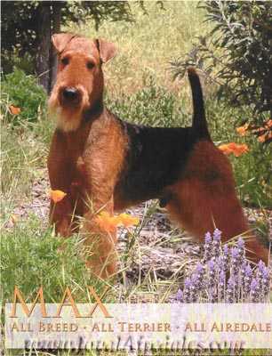 EVERMAY*S HIGH PERFORMANCE | Airedale Terrier 
