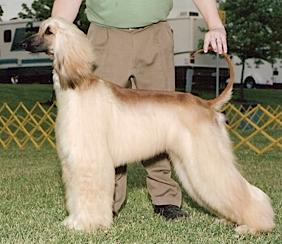 Cynergy's Bella Luna Davina | Afghan Hound 