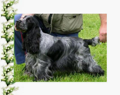 Liljenthal's Abbegail | English Cocker Spaniel 