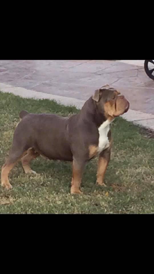 D-days Zoey of MLB | Olde English Bulldogge 