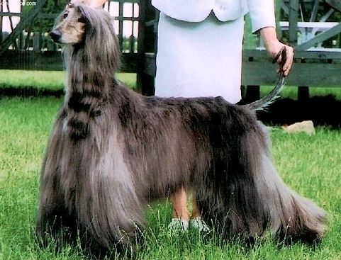 Jubilans Dandelion | Afghan Hound 