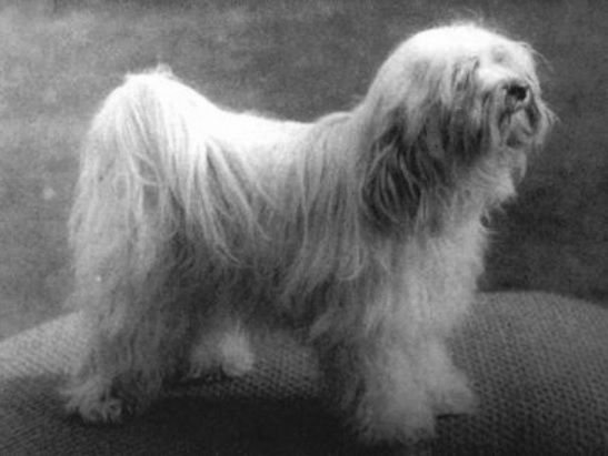 NORBULINGKA CHA-RI-LA | Tibetan Terrier 