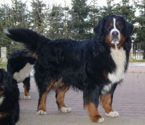 SUPER FOOT ELYSIAN GARDEN SOTEL | Bernese Mountain Dog 