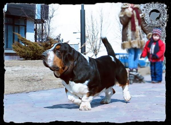 Light Night Kraisler Deil Atlant | Basset Hound 